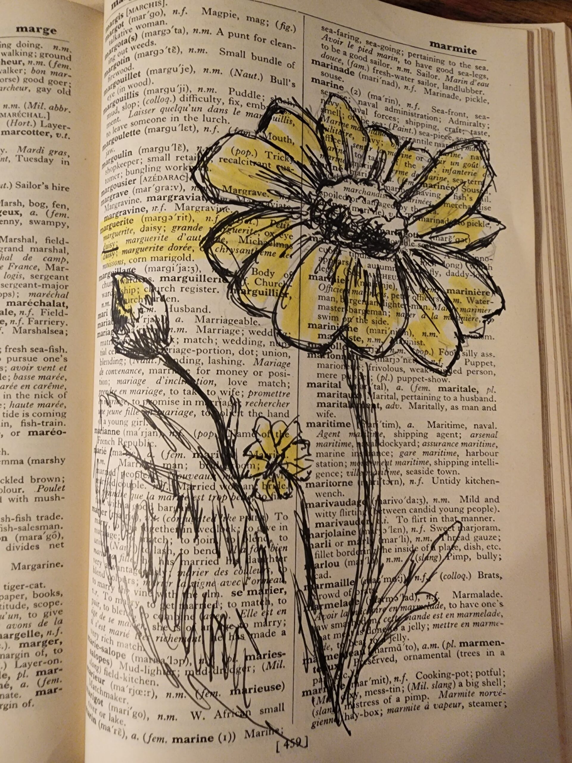 marguerite n.f.